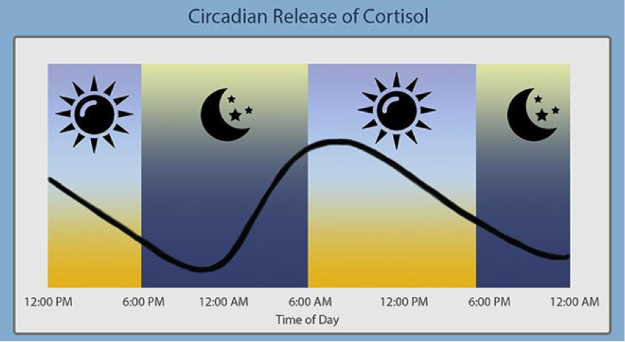Суточные колебания. Суточные колебания кортизола. Суточные колебания уровня кортизола. Суточный уровень кортизола. Суточный ритм кортизола.